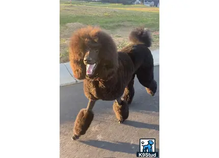 a poodle dog running with another poodle dog